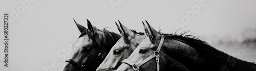 Black and white portrait of three beautiful horses in profile against the sky. Agriculture and livestock. Horse care. Equestrian life.