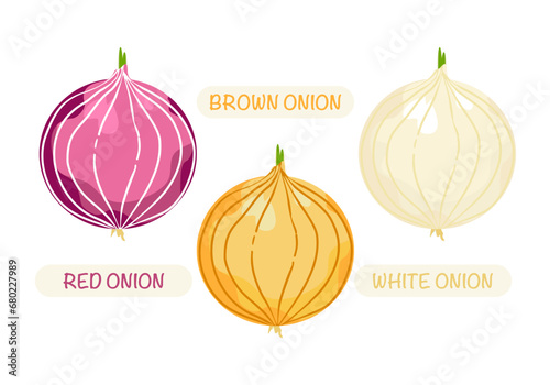 Set of onion vector vegetables Organic vegetarian food, healthy food. Vegetable icon. We isolated vector illustrations on a white background.
