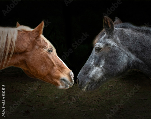 Arabian and Morgan Horses