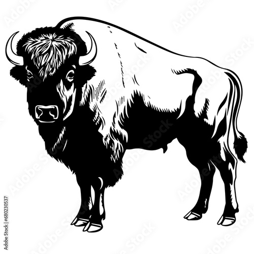 Majestic Buffalo Vector Illustration