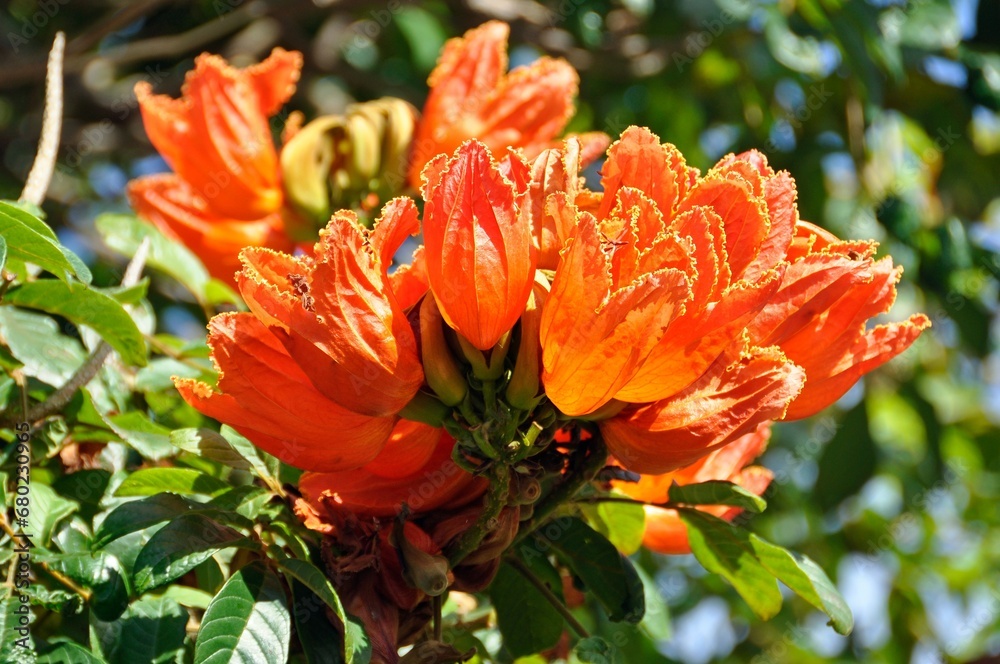 African tulip tree (Spathodea campanulata) - bright red flower and leaves strongly in strong sunlight against a background of greenery. African tulip tree (Spathodea campanulata) - bright red flower and leaves strongly in strong sunlight against a background of greenery.