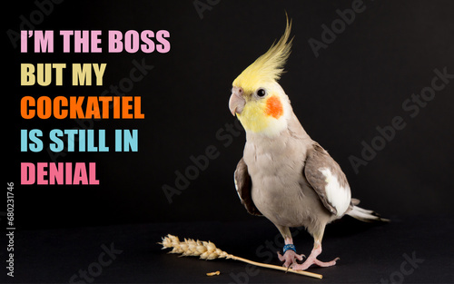Funny bird memes, I'm the boss, but my cockatiel is still in denial, cute cockatiels photo