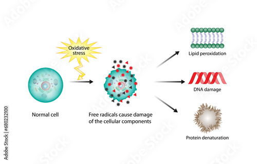 Oxidative stress. Free radicals cause oxidation of the cellular membrane proteins and lipids, and damage of the cellular components. vector illustration