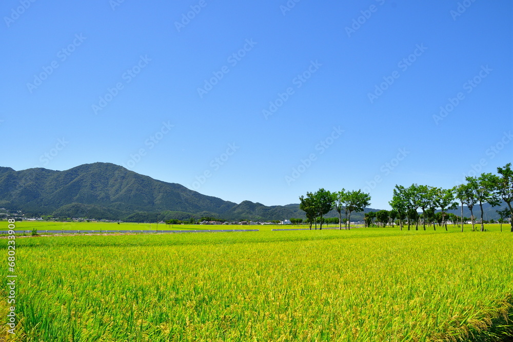 夏井のはさ木　夏の風景（新潟県）