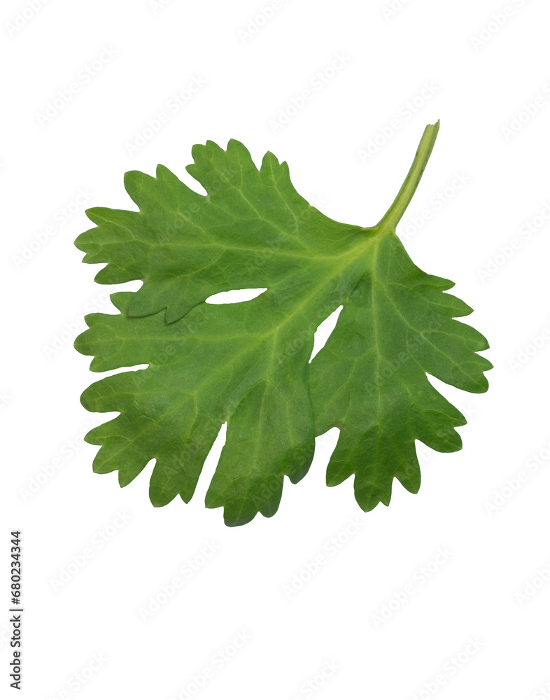 Coriander leaf, also known as cilantro, is an annual herb in the family