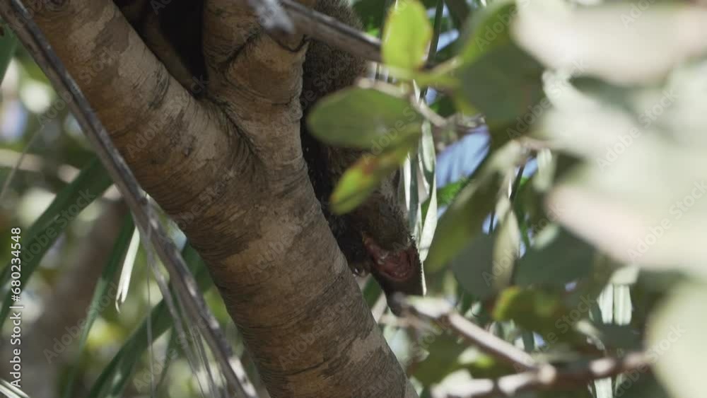 South American coati, Nasua nasua, also ring tailed coati, relaxing on a branch of thick tropical tree in the swamp area of the Pantanal in Brazil