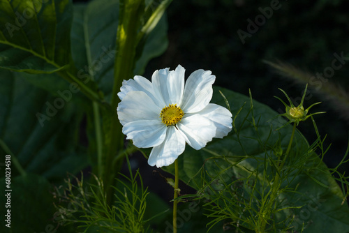 Cosmo Blume photo