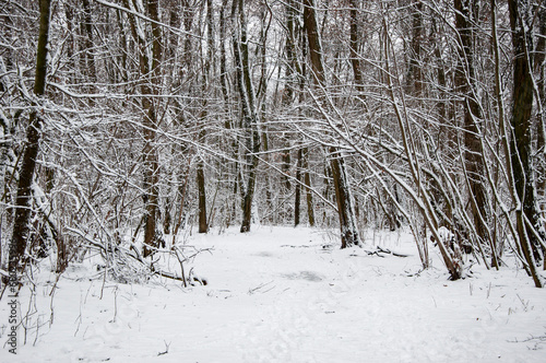 Natural landscape in winter wonderland. Nature landscape in forest. White Xmas snow. Winter forest. Christmas nature in winter. Winter landscape of snowy forest. New year trees with snow