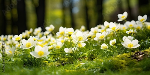 Forest Meadow Bliss - Abundant Blossom of Yellow Anemones Carpeting a Lush Lawn in the Forest - Nature's Flourishing Display