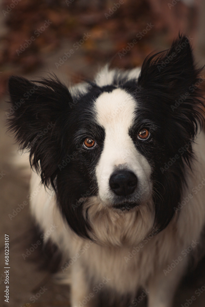 border collie dog portrait, black and white dog with brown eyes, close up