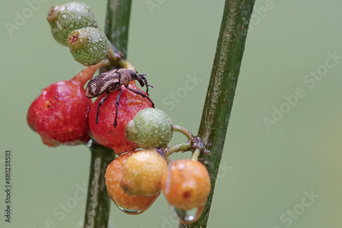 A boll weevil is looking for food in the bushes. This insect, which is known as a pest of cotton plants, has the scientific name Anthonomus grandis. photo