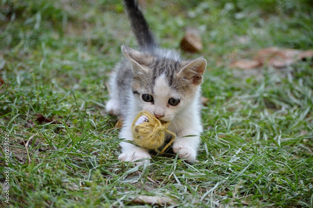 a little kitten is playing with a coiled thread