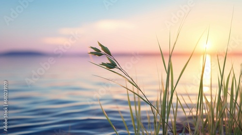  3d rendering Little grass stem close-up with sunset over calm sea . © sania