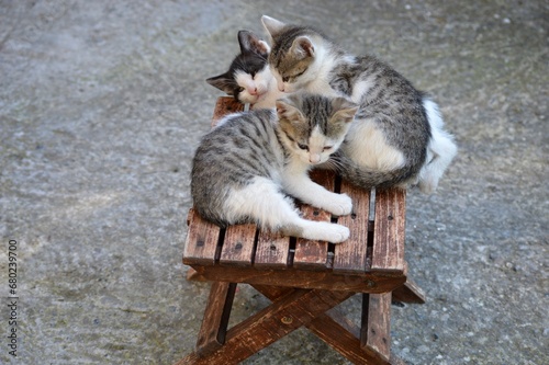 little kittens on a wooden chair