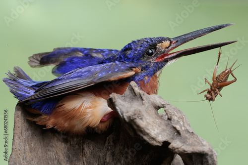 A blue-eared kingfisher preys on a cricket on a dry tree trunk. This powerful, sharp-beaked predatory bird has the scientific name Alcedo meninting.
