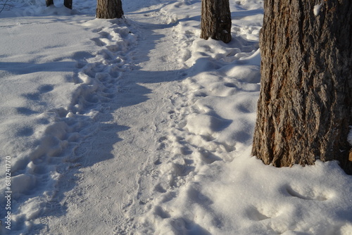 snow covered trees