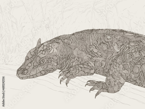 A Drawing Of A Lizard - A goanna basks in the warmth of the outdoors