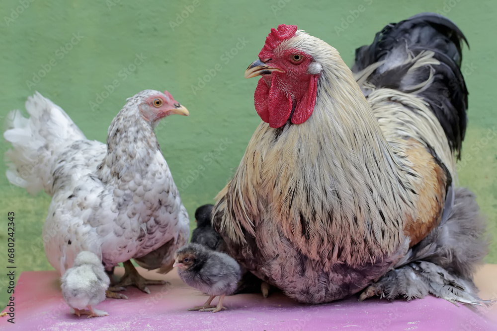 A hen and a rooster are looking after their newly hatched babies. This poultry, which is usually consumed by humans, has the scientific name Gallus gallus domesticus.