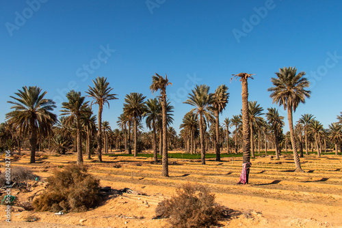 Palm trees in Douz, Kebili, Tunisia © Khaled