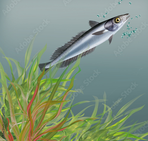 illustration d un poisson    merlu     qui nage dans l eau limpide avec des algues