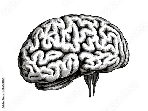 A Black And White Drawing Of A Brain - An engraved illustration of the human brain.