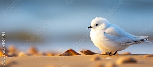 At the beach, amidst the serene nature and under the bright sun, a white bird with intricate feathers perched on the sand, its texture resembling the natural soil, creating a captivating closeup. © AkuAku