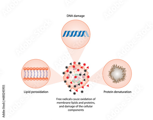 Oxidative stress. Free radicals cause oxidation of the cellular membrane proteins and lipids, and damage of the cellular components. vector illustration