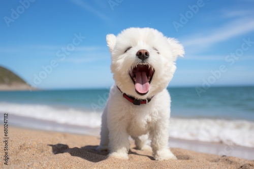 Lifestyle portrait photography of a funny bichon frise barking against a beach background. With generative AI technology © Markus Schröder
