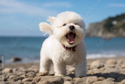 Lifestyle portrait photography of a funny bichon frise barking against a beach background. With generative AI technology