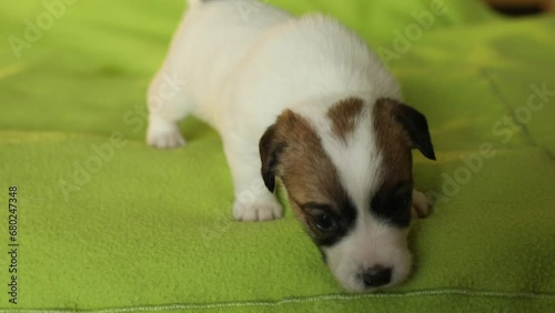 Cute newborn puppy jack russell terrier photo