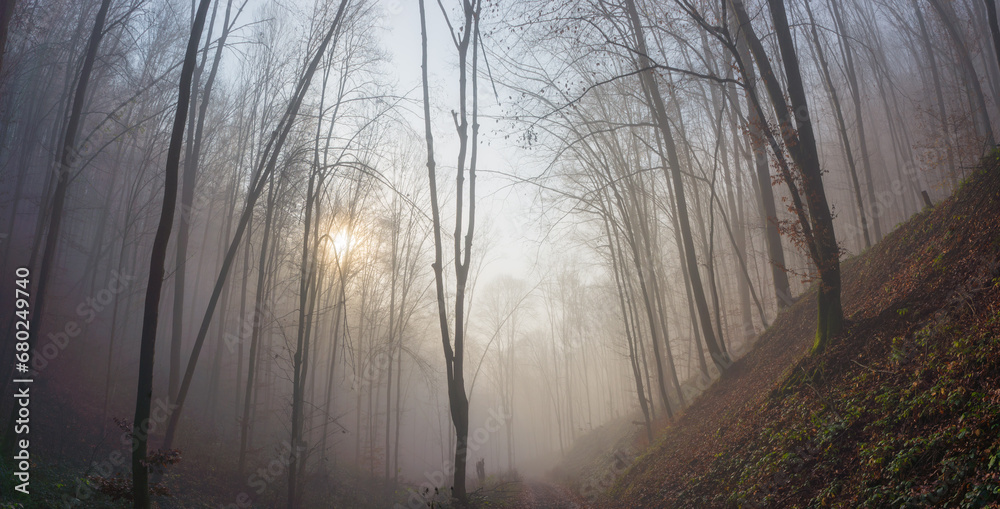 Obraz premium Road in a mystical, foggy forest. Fabulous atmosphere of an autumn morning