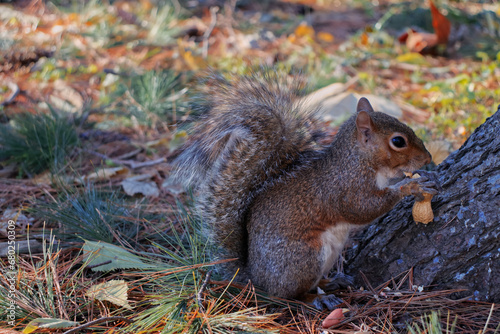 A squirrel eats a nut.