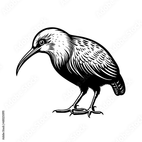 Playful Kiwi Bird Vector Illustration