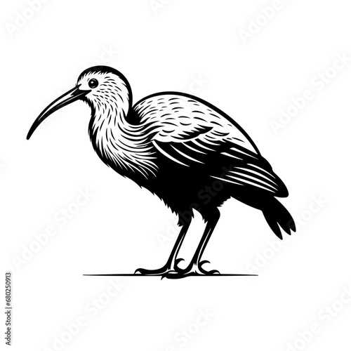 Playful Kiwi Bird Vector Illustration