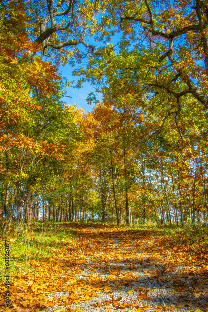 autumn in the forest