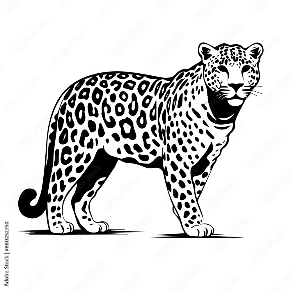 Sleek Leopard Vector Illustration Sleek Leopard Vector Illustration