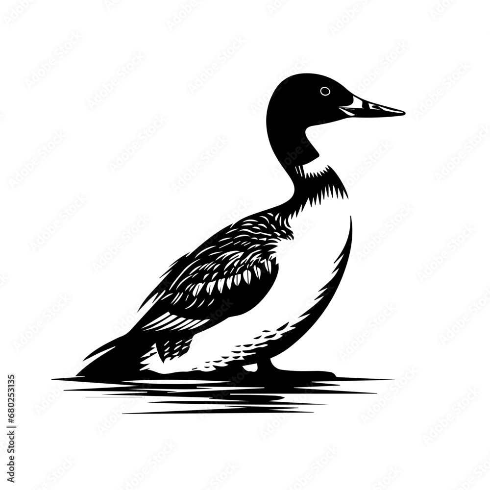 Loon Bird Vector Illustration Loon Bird Vector Illustration