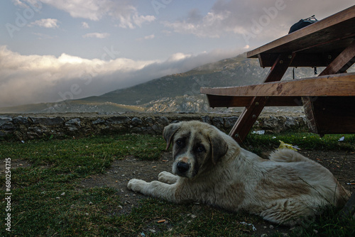 Perro pastor en el parque nacional de los Picos de Europa, España