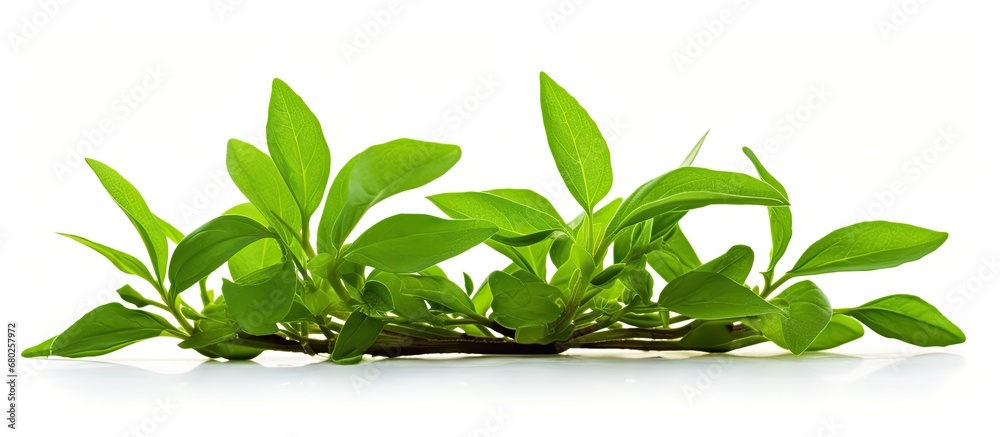 isolated white background of nature, a vibrant green plant grows, serving as both medicine and a healthy organic vegetable. Its unique shape and potent flavor make it a staple in various cuisines