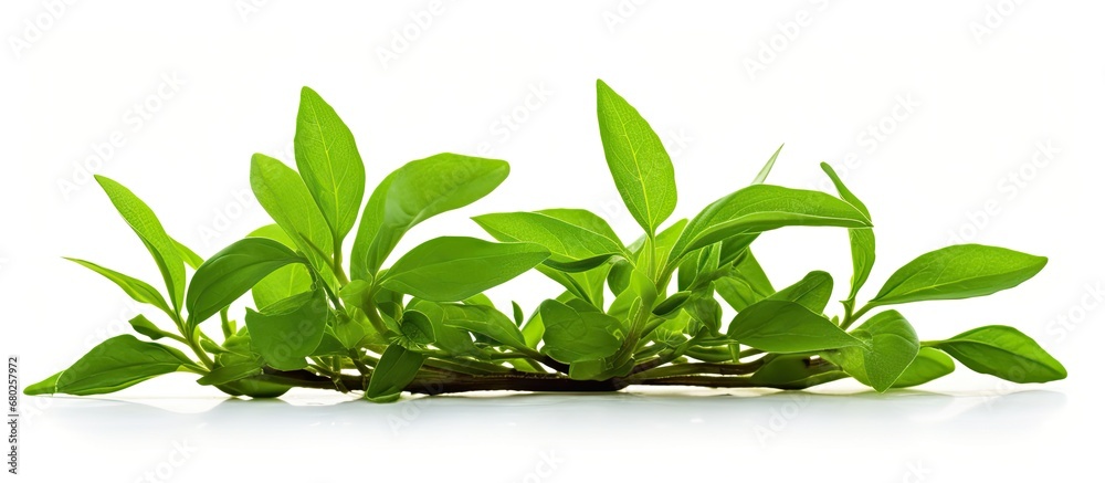 isolated white background of nature, a vibrant green plant grows, serving as both medicine and a healthy organic vegetable. Its unique shape and potent flavor make it a staple in various cuisines isolated white background of nature, a vibrant green plant grows, serving as both medicine and a healthy organic vegetable. Its unique shape and potent flavor make it a staple in various cuisines