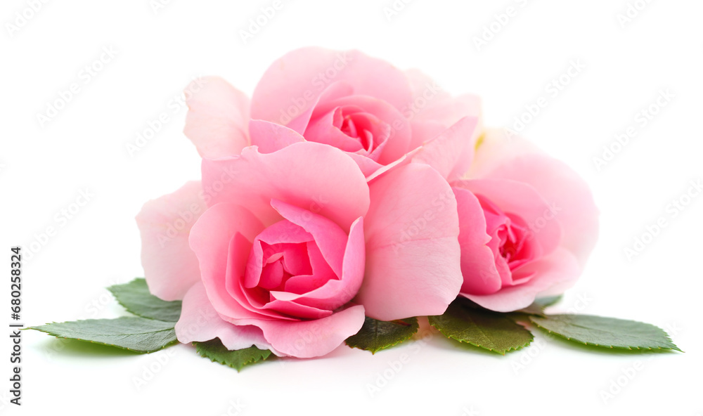 Naklejka premium Beautiful pink roses.