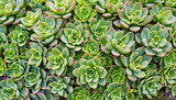 green sedum succulent texture