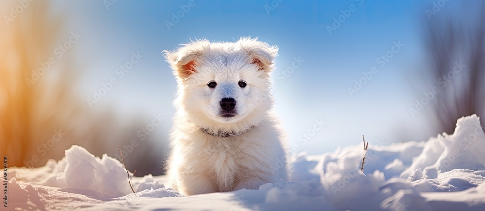 In the midst of a snowy winter day, a beautiful young white puppy happily explores the nature, its cute face glowing in the sun-kissed snow, showcasing the natural beauty of this adorable animal in - obrazy, fototapety, plakaty 