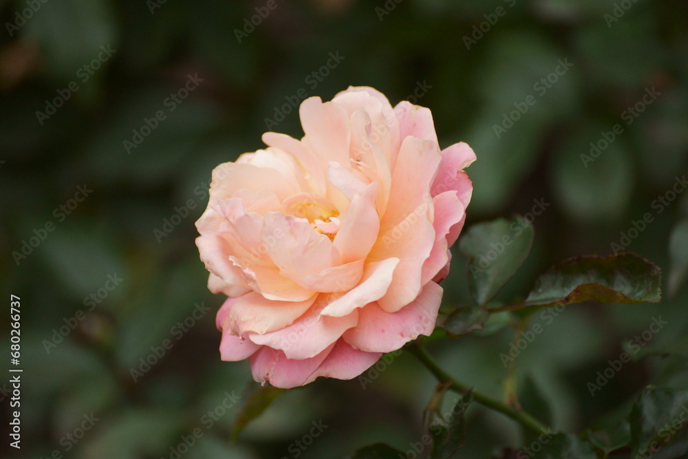 A pink rose, think autumn, but it has blossomed and become beautiful.  Reminds me that what has happened is accomplished.