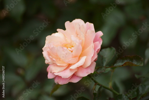 A pink rose  think autumn  but it has blossomed and become beautiful.  Reminds me that what has happened is accomplished.
