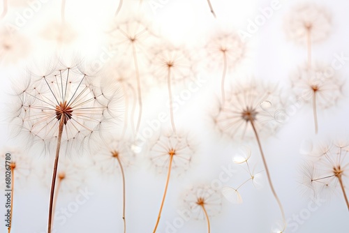  a close up of a dandelion with drops of water on the dandelion s petals in the foreground.