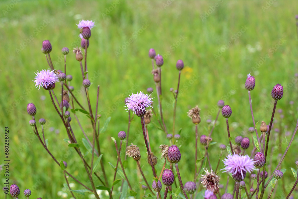 Thistle field (Cirsium arvense) grows and blooms among herbs