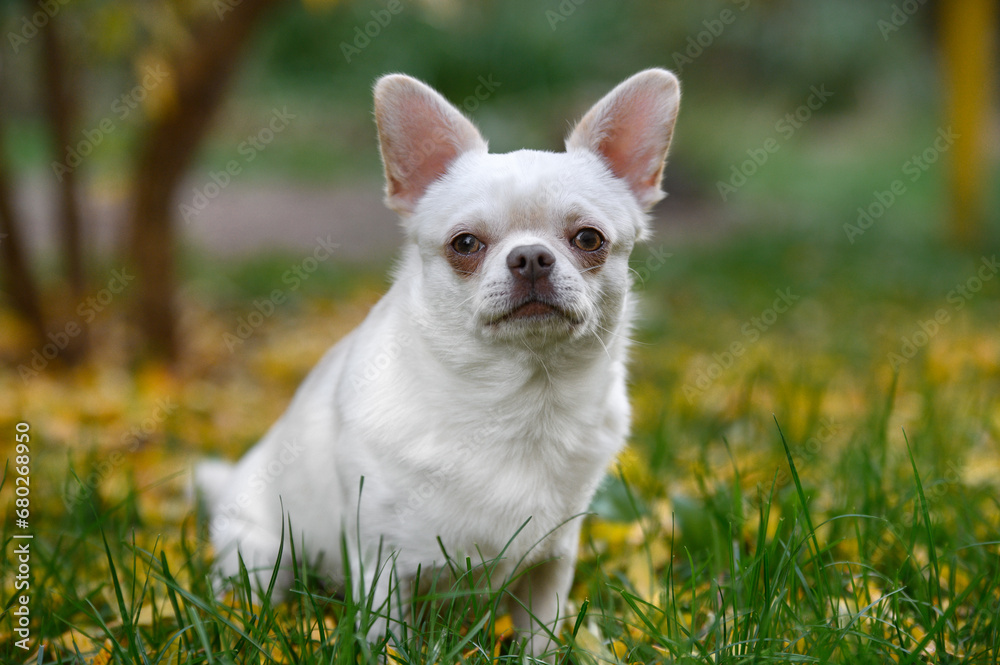 white chihuahua dog sitting outdoors in autumn
