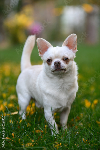 chihuahua in the grass © Кристина Чижмар