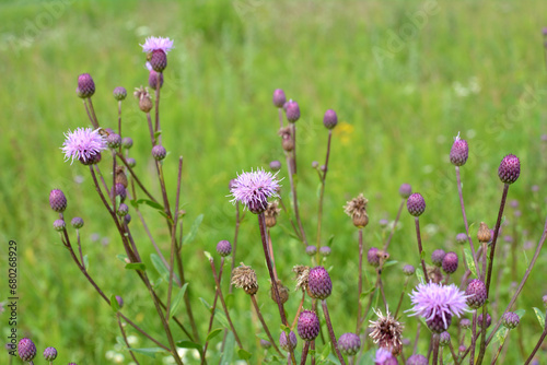 Thistle field  Cirsium arvense  grows and blooms among herbs